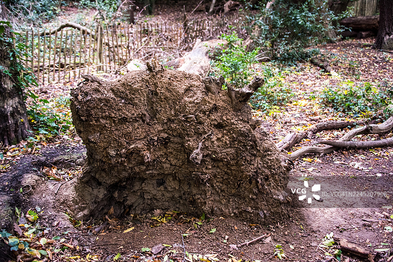 被连根拔起的树桩和根盘图片素材
