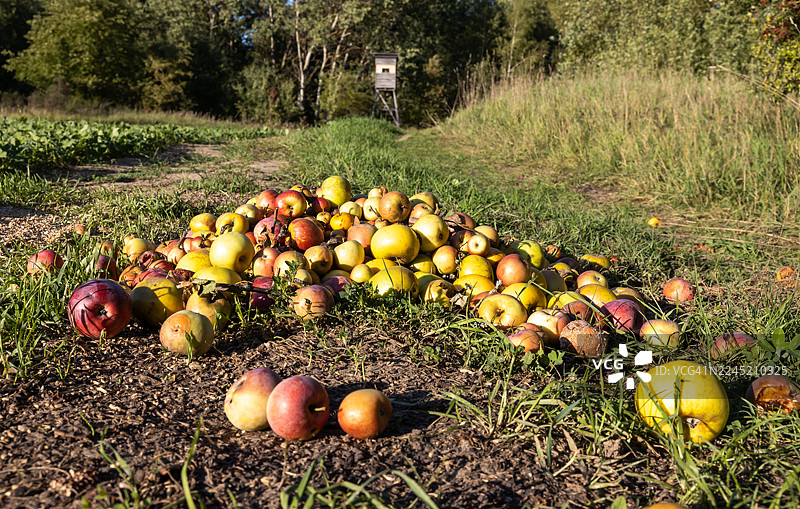 背景中猎人高高站立，以苹果作为诱饵吸引动物图片素材