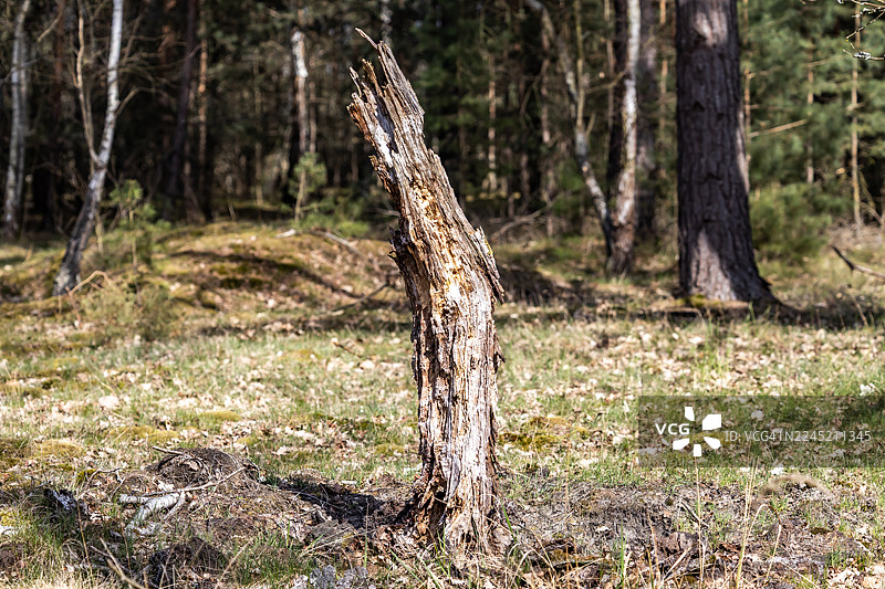 风暴过后，森林里被折断的树木树桩图片素材