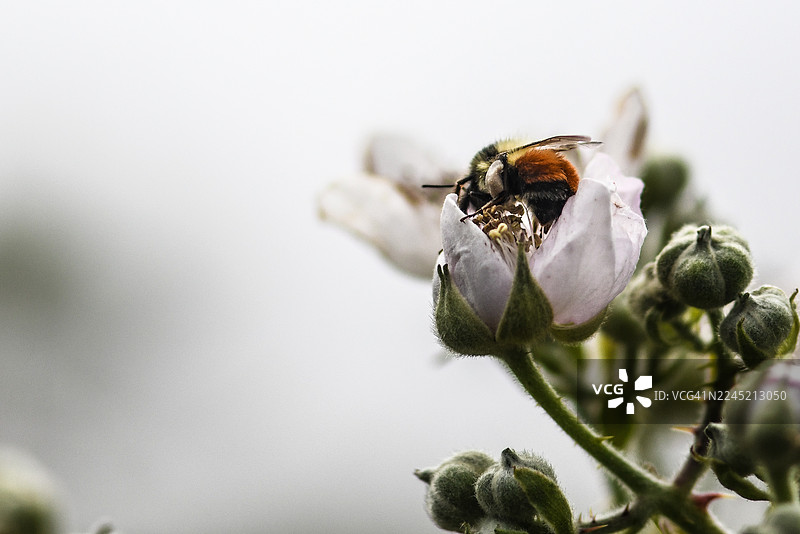 花丛中的大黄蜂图片素材