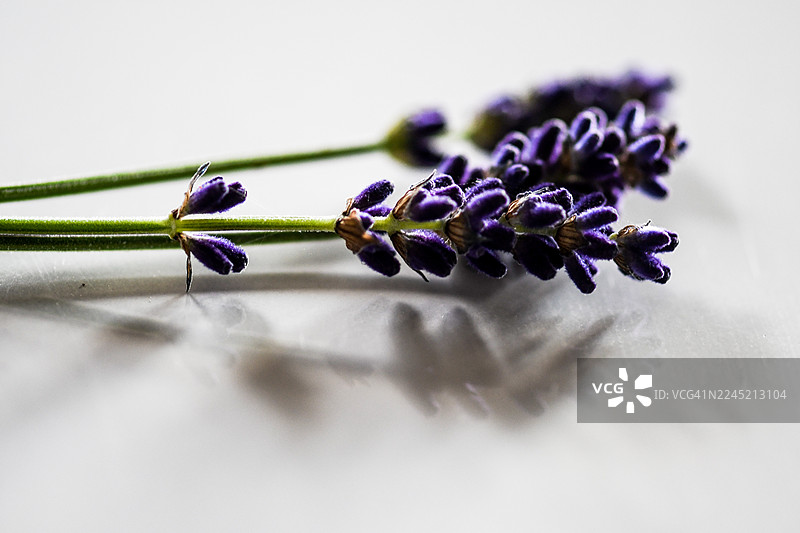 薰衣草特写图片素材