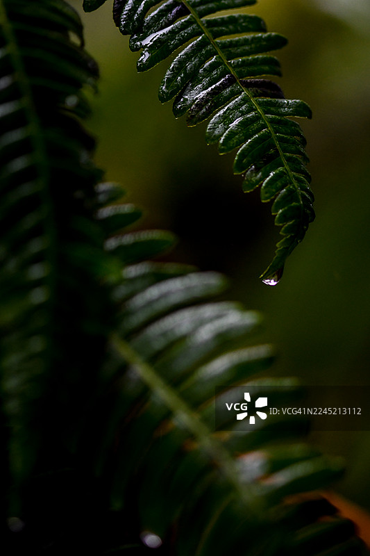 带水滴的蕨类植物图片素材