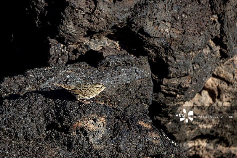 林肯麻雀在硬化的熔岩流上，美国新墨西哥州火焰谷休闲区图片素材