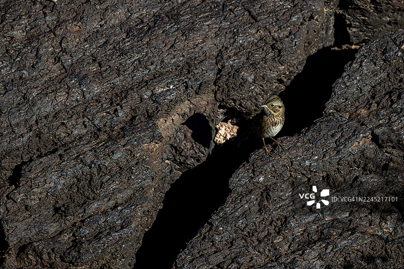 美国新墨西哥州火山地带娱乐区林肯麻雀栖息在火山岩上图片素材