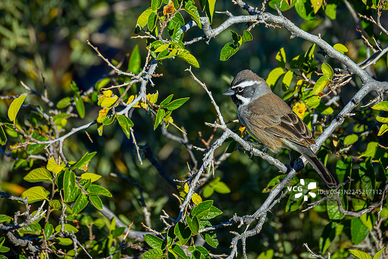 黑喉雀图片素材
