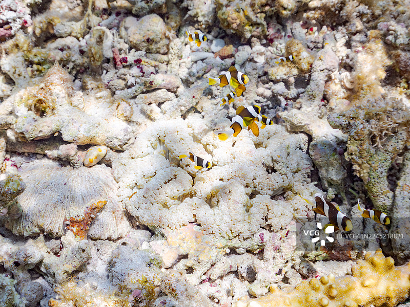 黄尾鲹,克氏海葵鱼,克拉克海葵鱼,幼鱼。一群热带鱼。美丽的珊瑚礁和游泳的人们。安室岛,座间味岛,庆良间群岛,岛尻郡,冲绳 2025图片素材