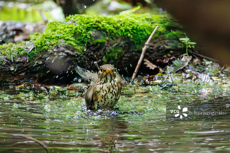 日本灰鸫（Turdus cardis），在泉水中沐浴。野生鸟类。观鸟，日本山梨县富士吉田市大宝泉。- 2025图片素材