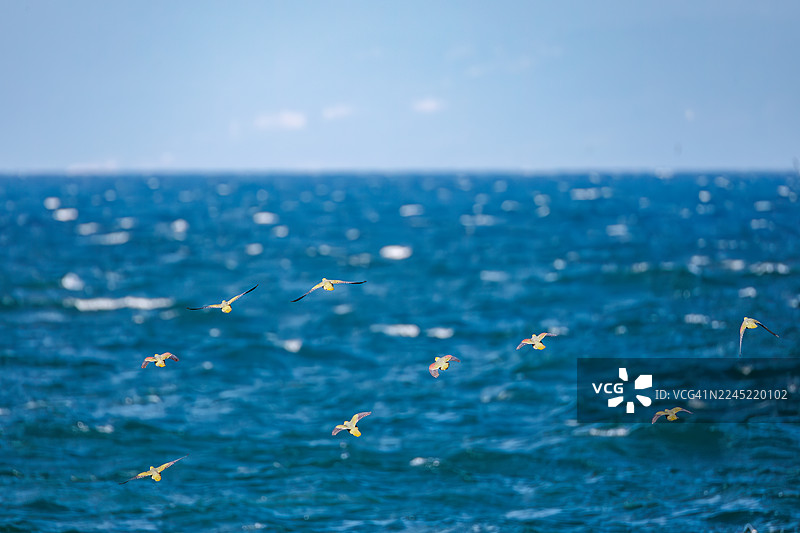 背景中可以看到高速公路和城镇景象。一群美丽的白腹绿鸠（Treron sieboldii）从山中飞入海浪，以摄取海水中的矿物质。二宫町吾妻山，2025图片素材