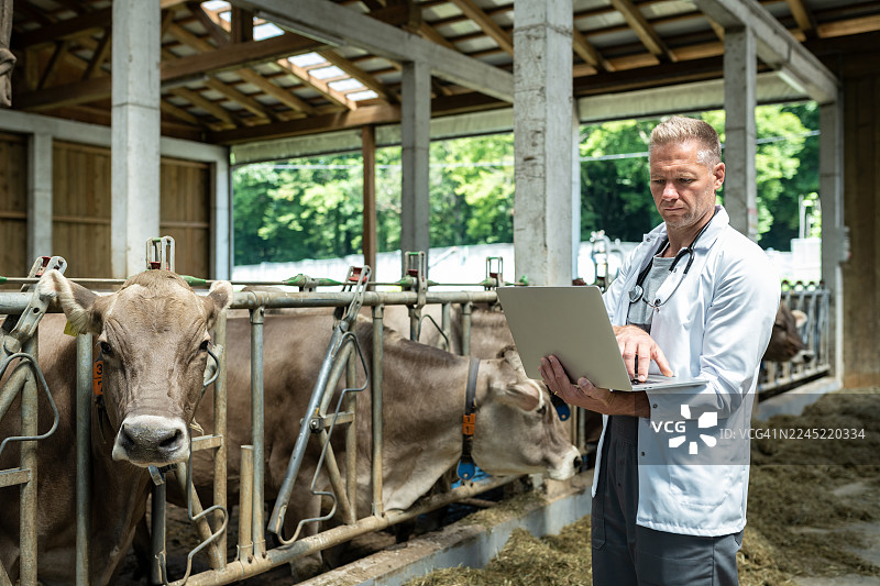 兽医参观奶牛场图片素材