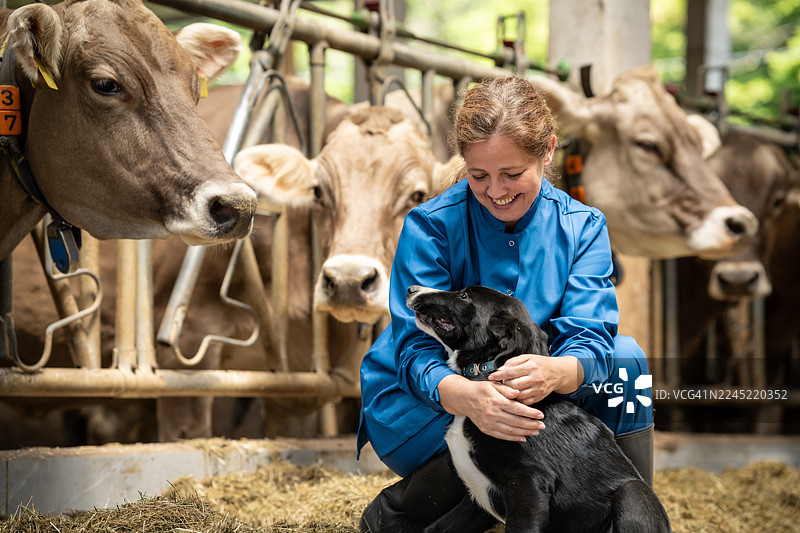 奶牛场的工人图片素材