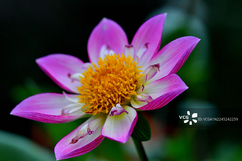 大丽花：色彩和形态多样、块茎性的活力多年生植物图片素材