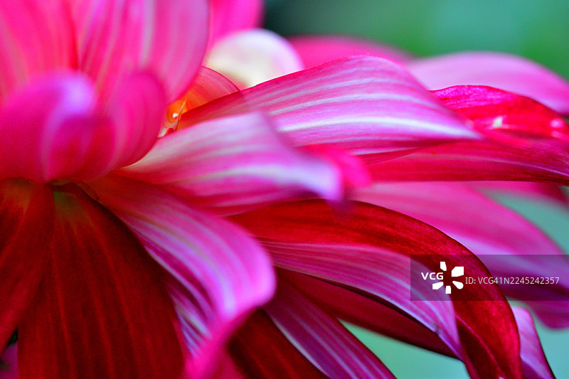 大丽花：色彩和形态各异的鲜艳块茎多年生植物图片素材