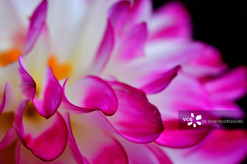 大丽花：色彩多样、形态各异的块茎多年生植物图片素材