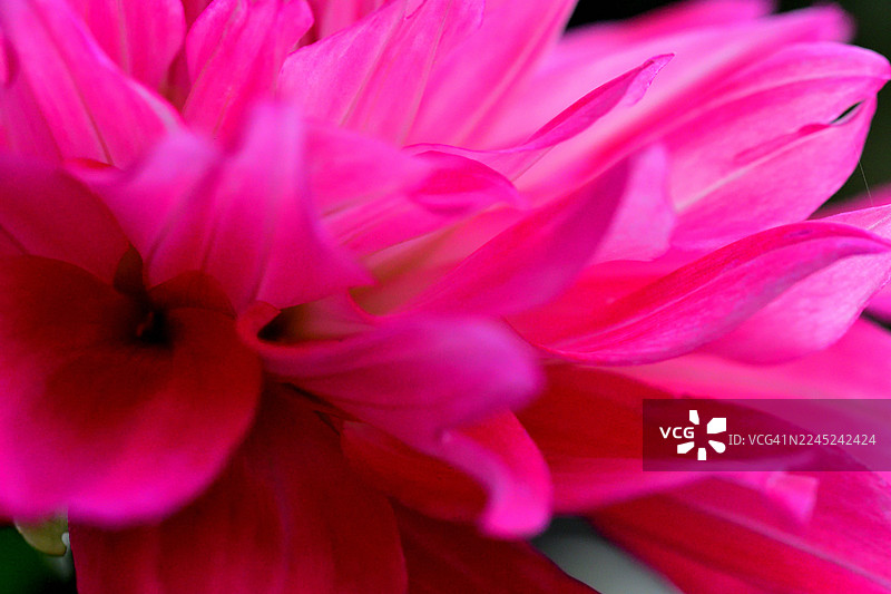 大丽花：色彩和形态各异的鲜艳块茎多年生植物图片素材