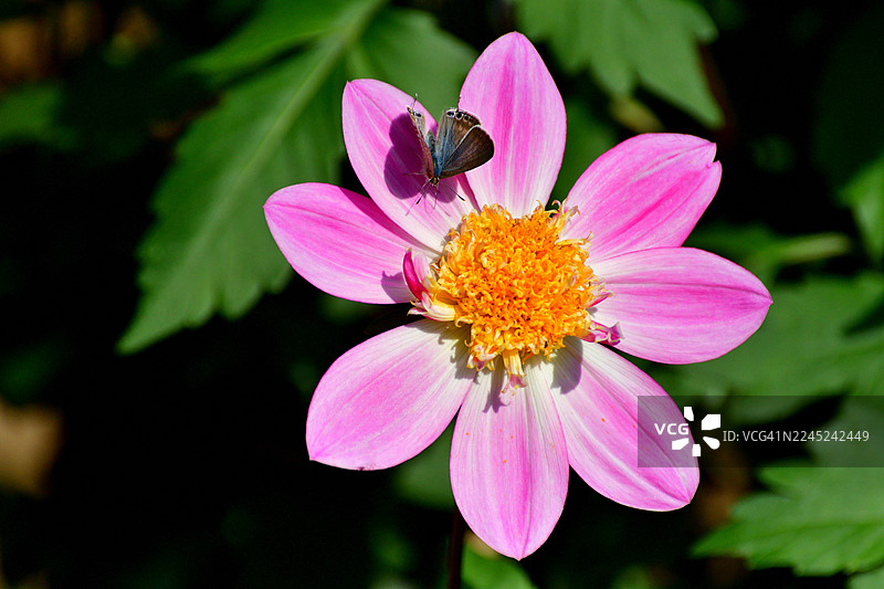 大丽花：色彩和形态各异的鲜艳块茎多年生植物图片素材