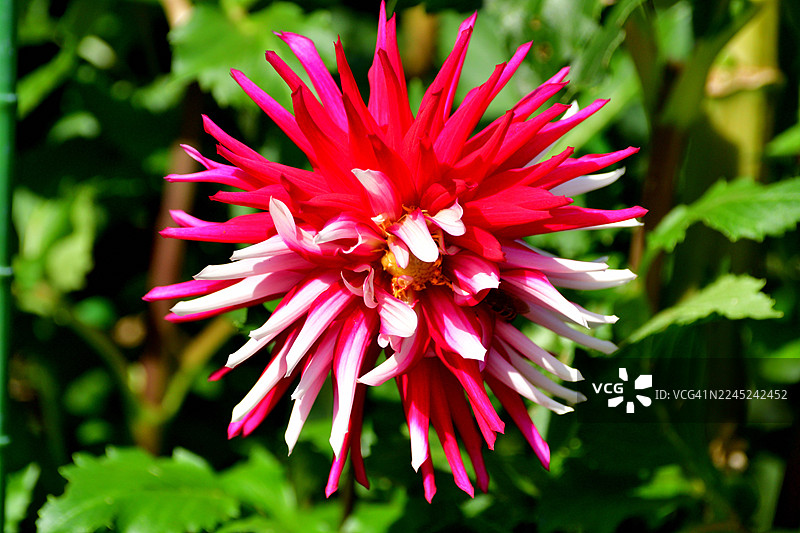 大丽花：色彩多样、形态各异的块茎多年生植物图片素材