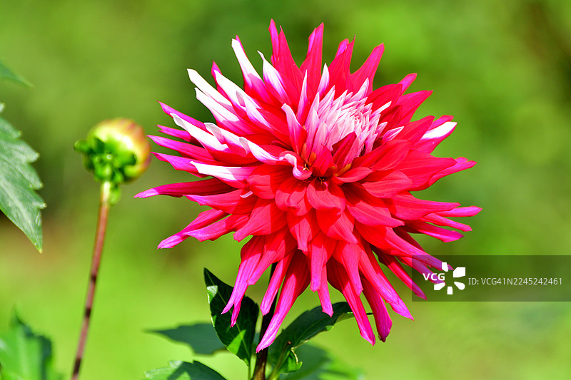 大丽花：色彩和形态各异的鲜艳块茎多年生植物图片素材