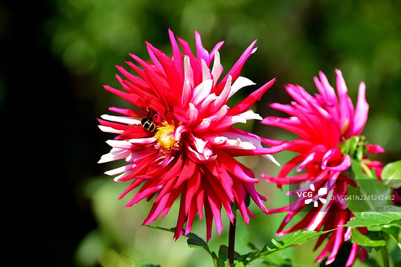 大丽花：色彩和形态多样，充满活力的块茎多年生植物图片素材