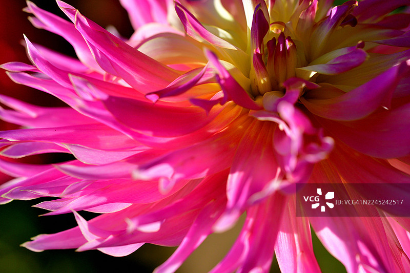 大丽花：色彩和形态各异的鲜艳块茎多年生植物图片素材