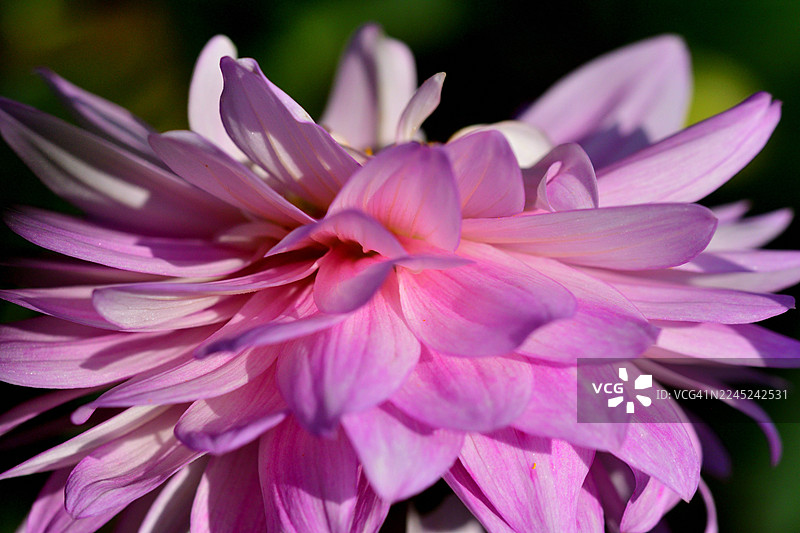 大丽花：色彩和形态多样的块茎多年生植物图片素材