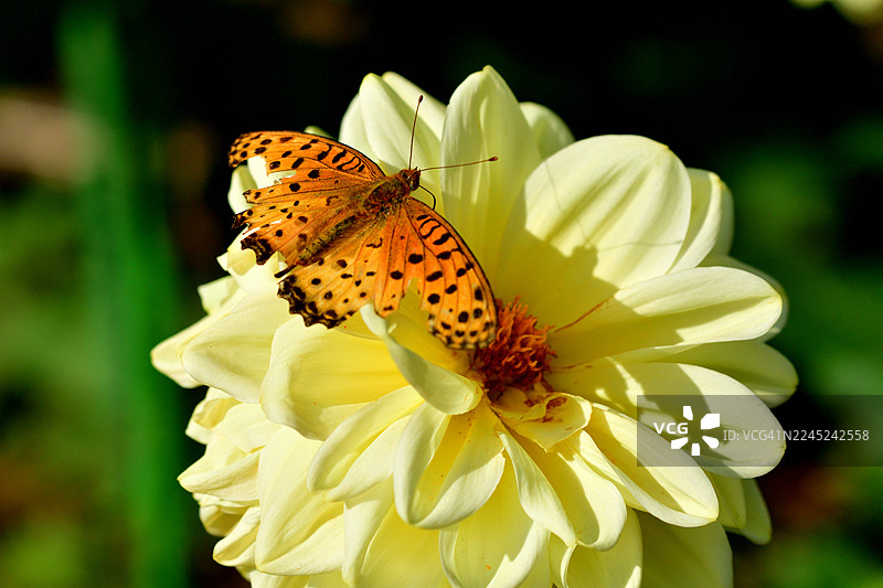 大丽花：色彩和形态多样，充满活力的块茎多年生植物图片素材
