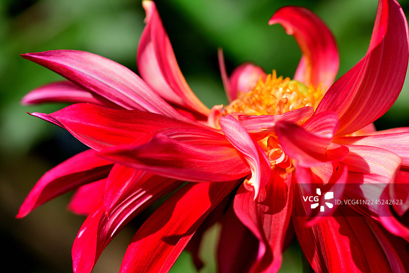 大丽花：色彩和形态多样、块茎性的多年生植物图片素材