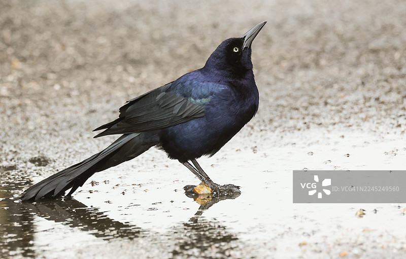 一只野生船尾船尾鹪鹩（Quiscalus major）在英国海岸线的水坑里饮水。图片素材