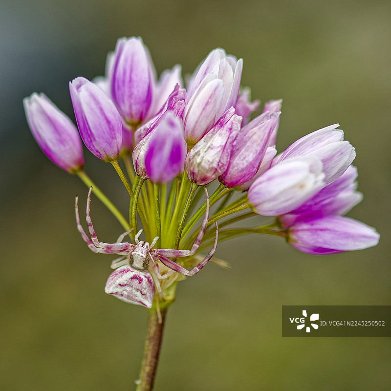 粉红色的蟹蛛停在粉红色的蒜花上图片素材