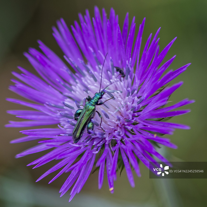 高贵的爱德蒙龙胆花在蓟花上图片素材