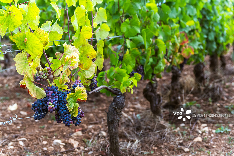 勃艮第黑皮诺图片素材