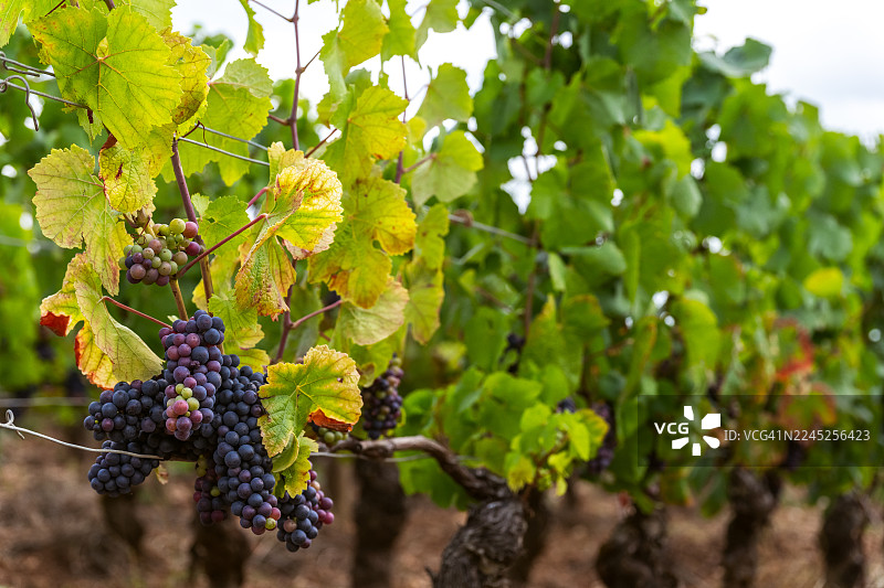 勃艮第黑皮诺图片素材