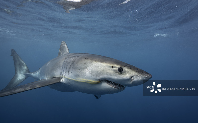 澳大利亚南大洋，尼普敦群岛，一条大白鲨嘴里钩着鱼钩。图片素材