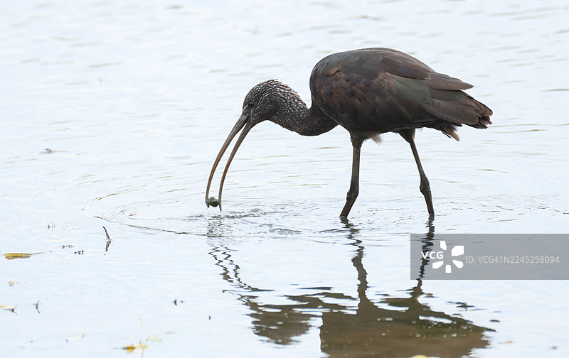 一只闪耀的朱鹭（Plegadis falcinellus）正在湖边泥泞中觅食。图片素材