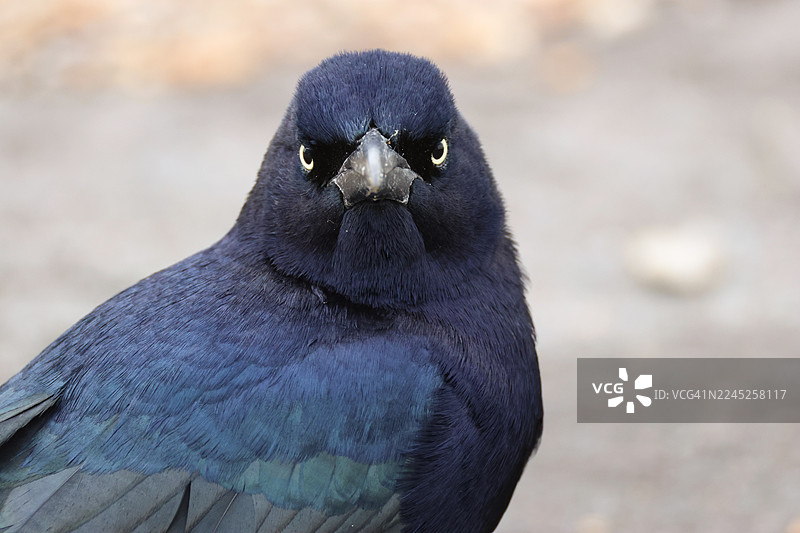 一只野生船尾大黑鹂（Quiscalus major）在英国海岸线上觅食的头部特写。图片素材