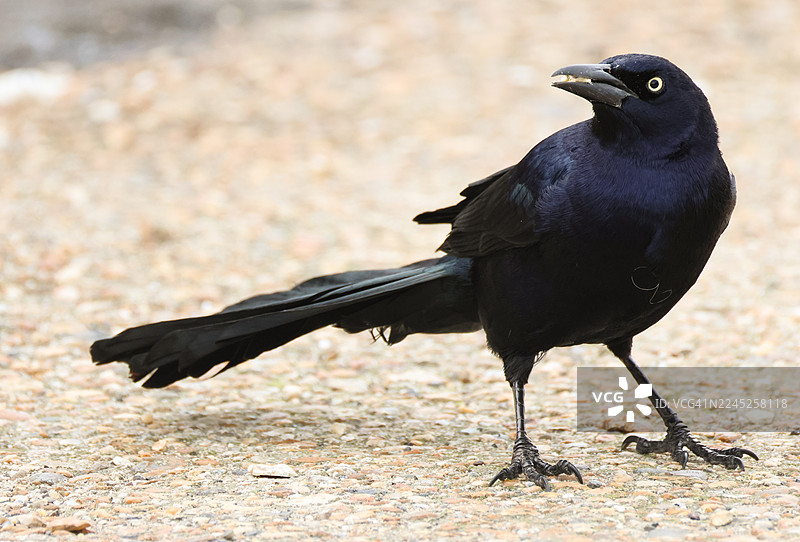 一只野生的英国船尾鹪鹩（Quiscalus major）在海岸线上觅食。图片素材
