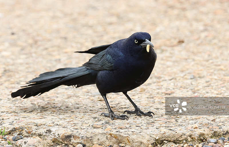一只野生的船尾大尾鹟 (Quiscalus major) 在英国海岸线上觅食，喙中叼着一条即将吞食的幼虫。图片素材
