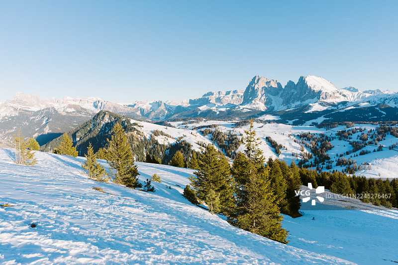 冬季的阿尔卑斯山石灰岩高原全景，覆盖着雪的草地和松树图片素材