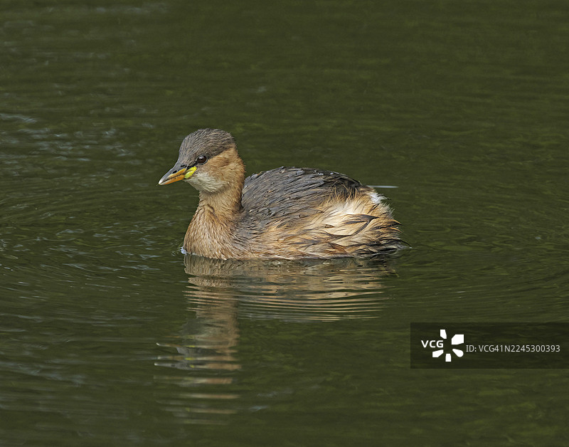 小鸊鷉 [Tachybaptus ruficollis]图片素材