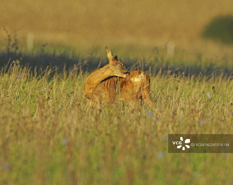 雌性狍子 [Capreolus capreolus]图片素材