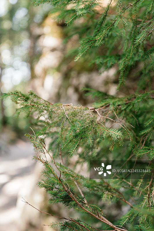 夏季松树枝的特写图片素材