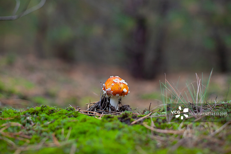 长在长满苔藓的森林地上的红伞小飞蝇伞图片素材