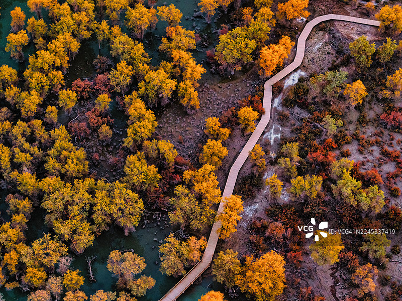 黄色的乌拉尔白杨树环绕的绿色池塘图片素材