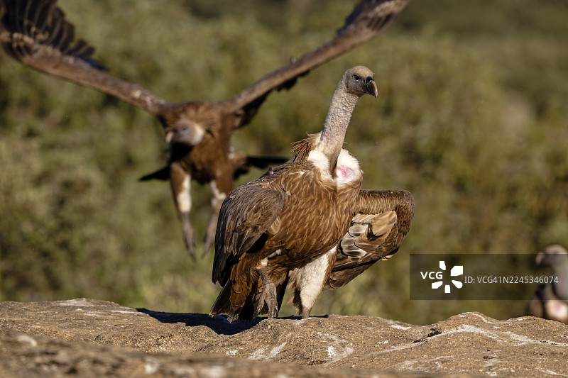 欧亚兀鹫图片素材