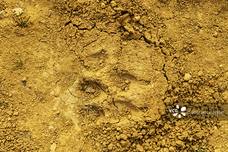 托斯卡纳，狼的脚印图片素材