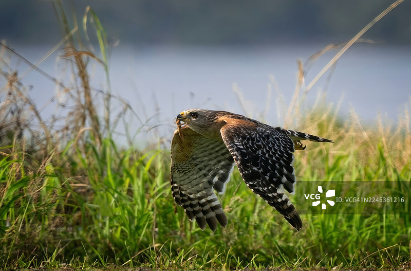 鹰在狩猎图片素材