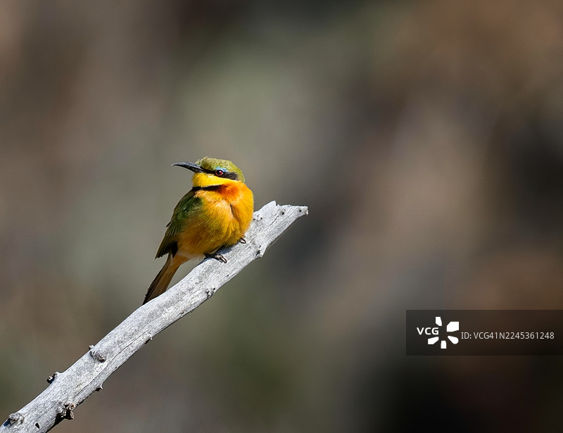 小蜂鸟图片素材