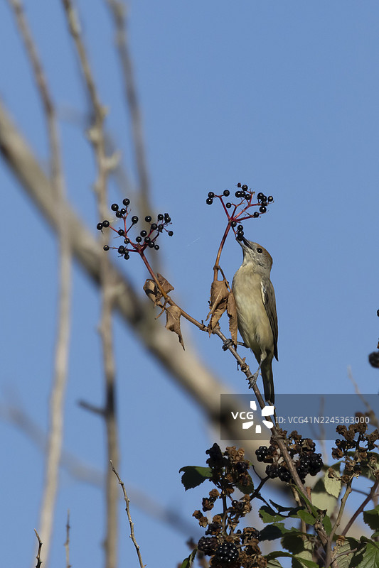 夏季，英国英格兰的树篱中，一只成年雌性黑顶林莺（Sylvia atricapilla）正在吃接骨木果实。图片素材