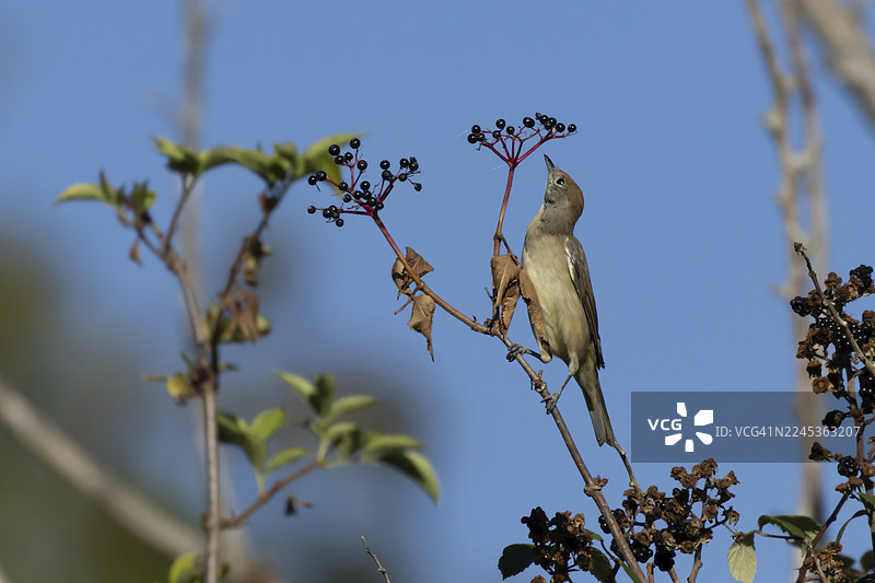 夏季，英国英格兰树篱中的欧亚黑顶莺（Sylvia atricapilla）成年雌鸟，周围有接骨木莓。图片素材