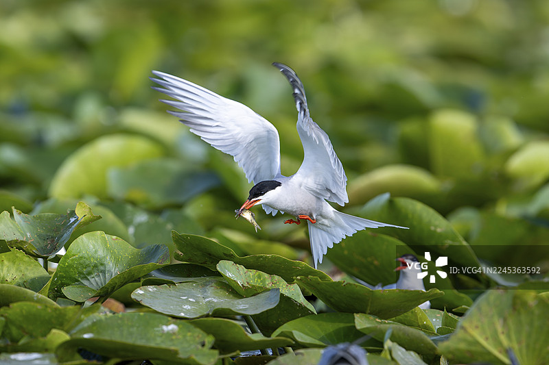 白腹燕鸥（Sterna hirundo）携鱼飞翔，多瑙河三角洲，罗马尼亚图片素材