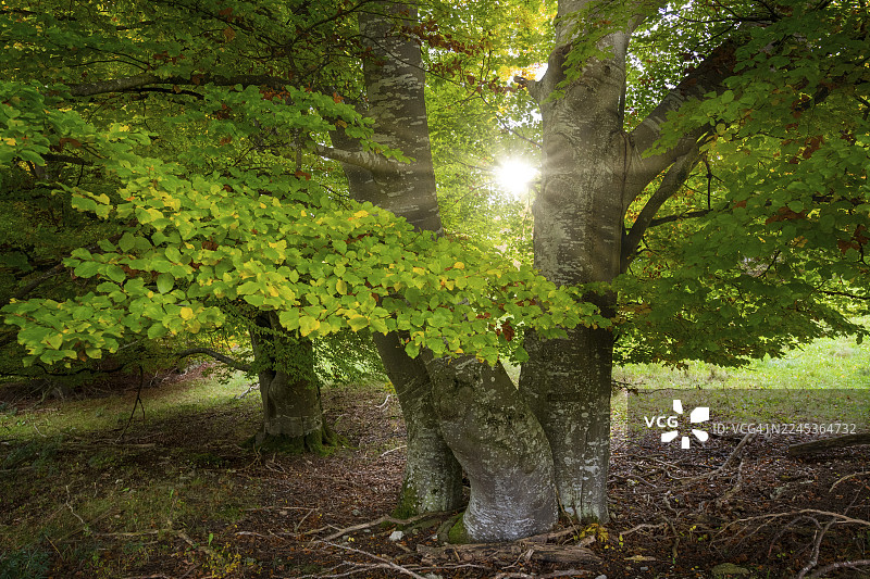 阳光透过林间灌木丛，德国巴登-符腾堡州，施瓦本汝拉生物圈保护区，山毛榉图片素材